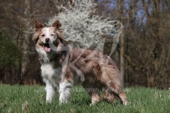 Collie - Border