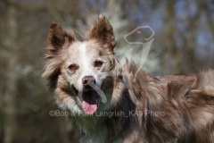 Collie - Border