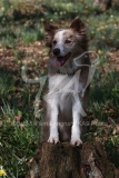 Collie - Border