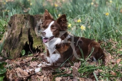 Collie - Border