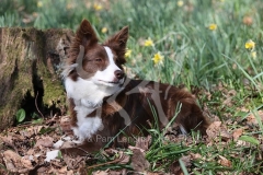 Collie - Border