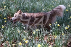 Collie - Border