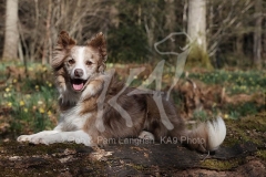 Collie - Border