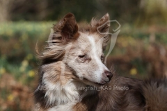 Collie - Border