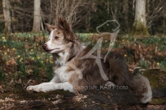 Collie - Border