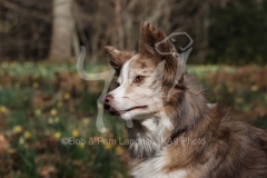Collie - Border
