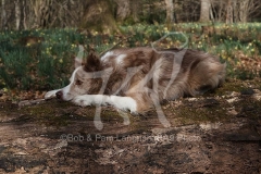 Collie - Border