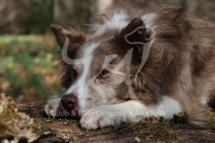 Collie - Border