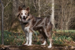 Collie - Border