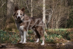 Collie - Border