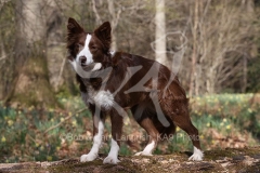 Collie - Border