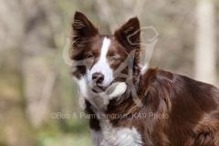 Collie - Border