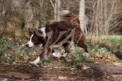 Collie - Border