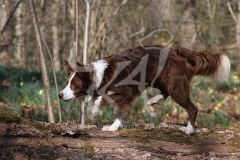 Collie - Border