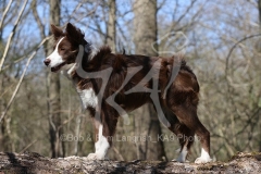 Collie - Border