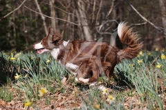 Collie - Border