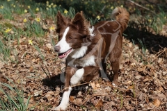 Collie - Border