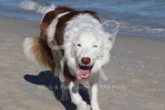 Collie - Border