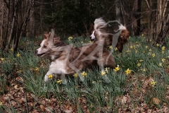 Collie - Border