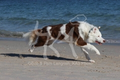 Collie - Border