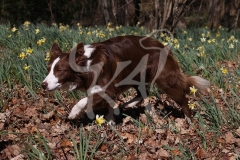 Collie - Border