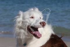 Collie - Border