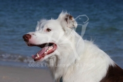 Collie - Border