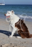 Collie - Border