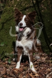 Collie - Border