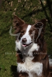 Collie - Border