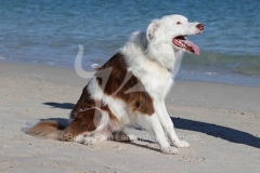 Collie - Border