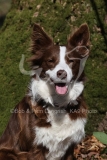 Collie - Border