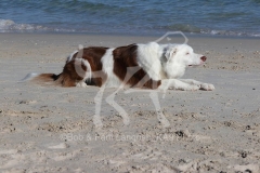 Collie - Border