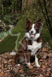 Collie - Border