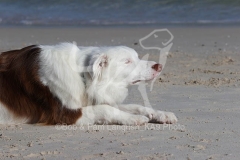 Collie - Border