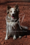 Collie - Border