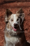 Collie - Border