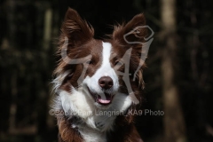 Collie - Border
