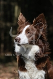 Collie - Border