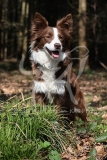 Collie - Border