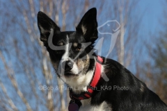 Collie - Border