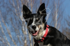 Collie - Border