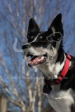 Collie - Border