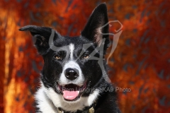 Collie - Border
