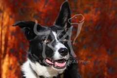 Collie - Border