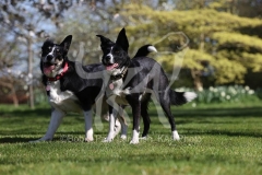 Collie - Border