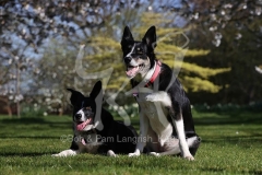 Collie - Border