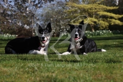 Collie - Border