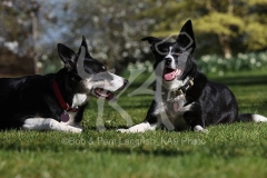 Collie - Border