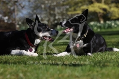 Collie - Border